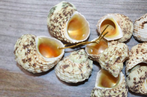 Drilled Gold Mouth Trurbos, Wreath Supply, Beach Decor, Seashell Crafts, SS-504 - Picture 7 of 12