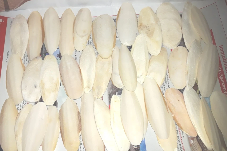 Sepiaschalen 150g 5-10cm ca. 40 Stück Ergänzungsfutter Sepia Calcium Mineralien - Bild 3 von 4