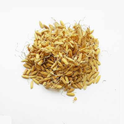 DR T&T Sheng Gu Ya / 谷芽 / Fructus Oryzae Germinatus / Roher Reisspross 100g