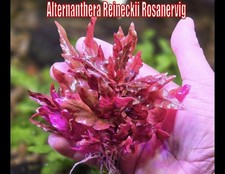 Alternanthera Reineckii Rosanervig Live Aquatic Plants Aquarium Plants Stem