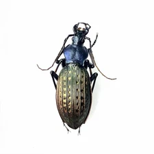 Colorful Carabidae Specimen丨【Rare】Carabus zengae A2 C. Guangdong
