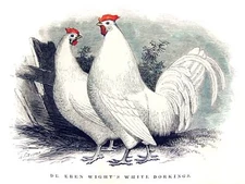 White Dorkings Decorative Poster. Fine Graphic Art. Wall Interior Design. 2448