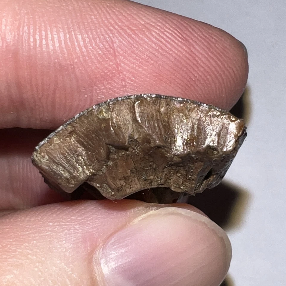 Framed TYRANNOSAURUS REX TREX Dinosaur Fossil Tooth Fragment 1.34 INCHES! - Image 3 of 4