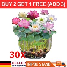 30 PCS Samen Lotus Mix Blumensamen Hand gepfl&uuml;ckt Wasserpflanzen Wassergarten