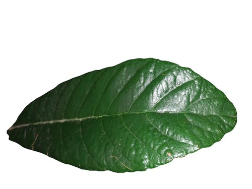 4 Live Loquat Tree Cuttings 6” + Leaf Stem Scions DIY Medlar Plum 枇杷 びわ Edible - Picture 3 of 5