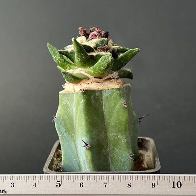 A29-640. Cactus... kotschoubeyanus VM 645, Mina, NL (Grafted)