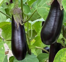 50 Graines - Aubergine de Barbentane - Semences Paysannes - BIO