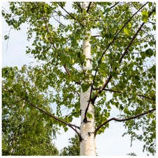 50 Downy Birch Trees / Betula pubescens, 2-3ft  Tall, 2 Years old