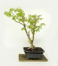 Campeche bonsai tree, "Social Status" Collection from Samurai-Gardens