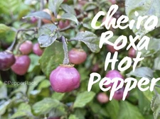 RARE✿ NEW! Cheiro Roxa Hot Chile Pepper 10 Seeds ●Prolific