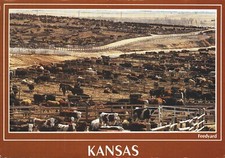 Postcard Kansas Commercial Beef Cattle Feedyards 6X4 Chrome Era