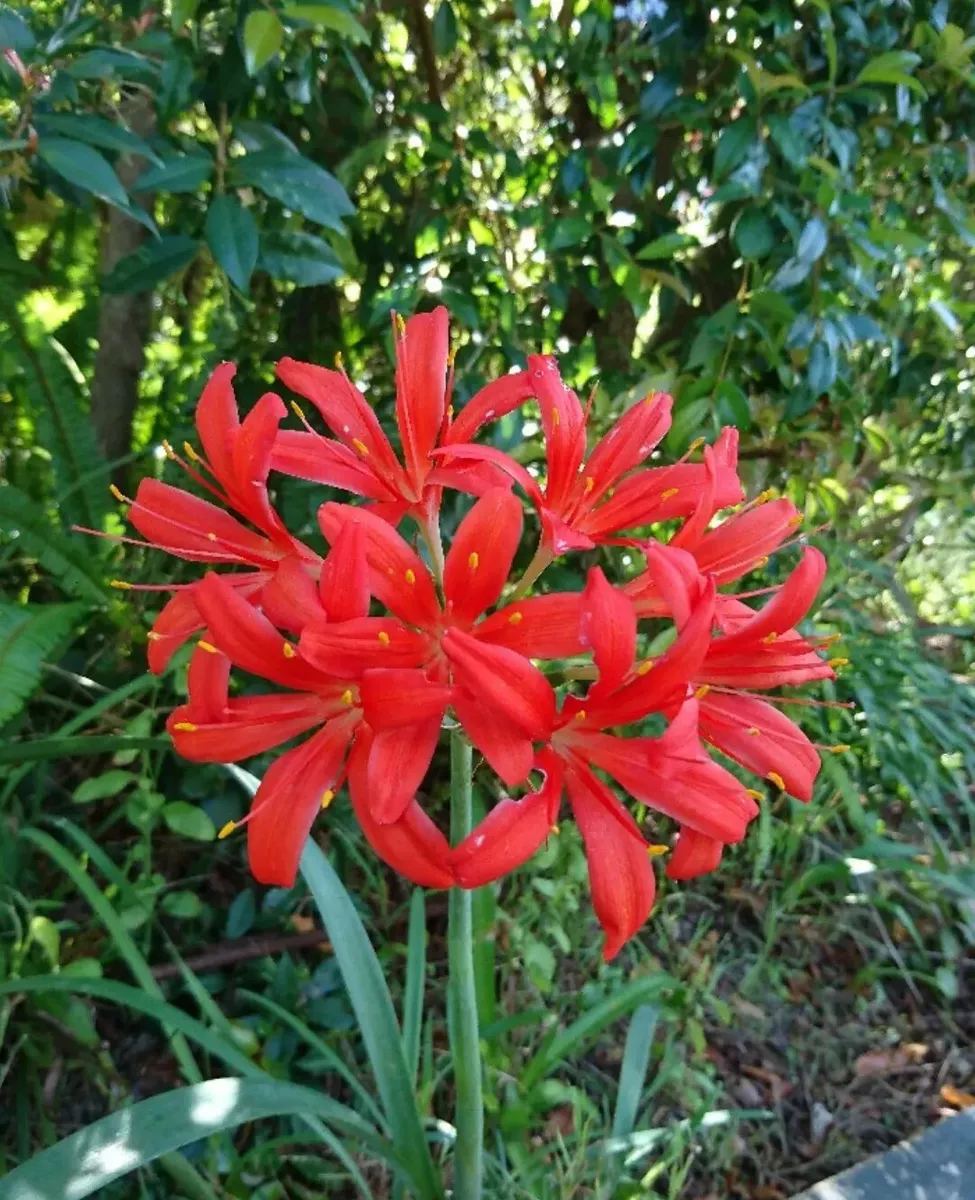 Nerine lily deals