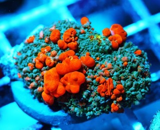 Sunkist Bounce Mushroom 2 Inches Zoanthids Zoa Paly SPS LPS Corals WYSIWYG