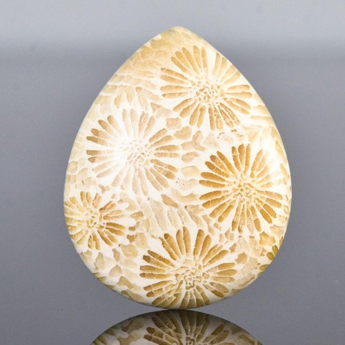 Rare Natural Agatized Fossil Coral Cabochon with Flower Pattern Indonesia 5.00g