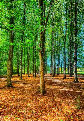 Wandbild ''Autumn is coming'' Natur Landschaft Swindon UK A4 Druck