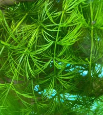 SALE 10 STEMS/ Bunch 3 Bunches Hornwort Fish Tank Plants Aquarium Plant