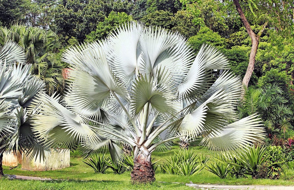 Silver Bismarck Palm Tree Seeds for Planting - 3 Seeds