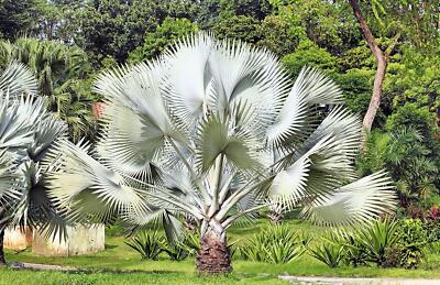 Silver Bismarck Palm Tree Seeds for Planting - 3 Seeds