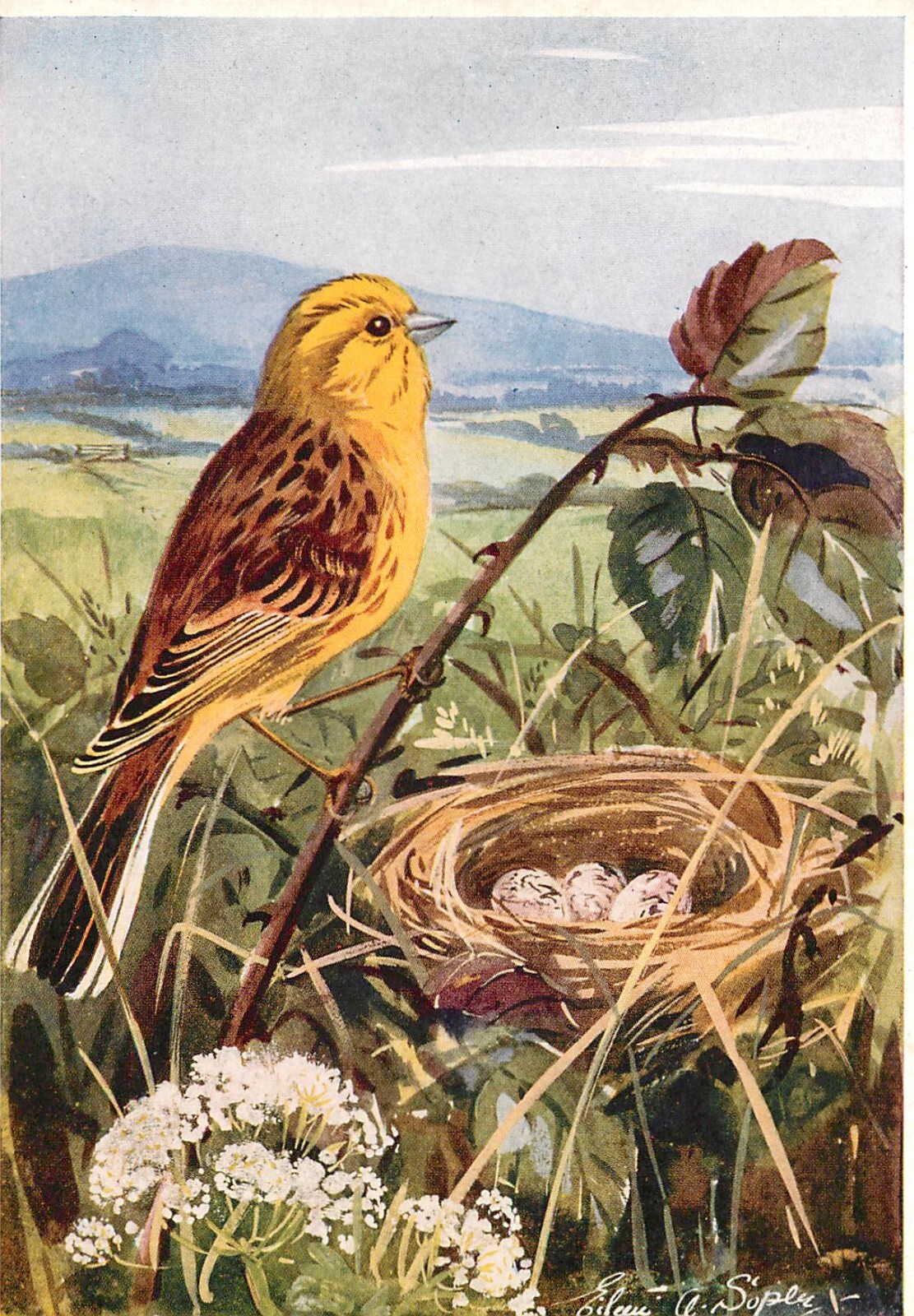 YELLOW HAMMER EILEEN A SOPER MEDICI BIRD SERIES 981 POSTCARD eBay