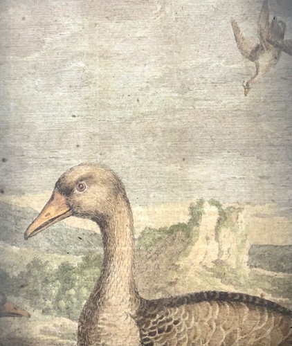 1673 Geese, Nicolas Robert (b.1614), ornithology, large folio etching in hand co - Picture 5 of 7