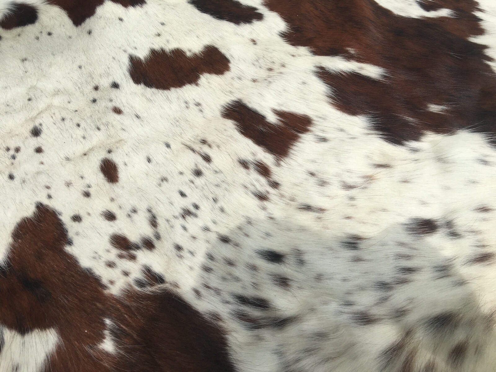 Foto 4 di 5