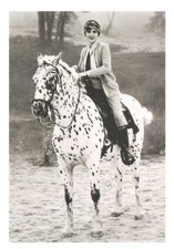 Leopard Appaloosa Horse 