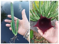 Black Bell Stapelia Succulent Plant Blackbell Leendertziae exotic huernia rare