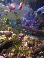 25 Brown and Pink Ramshead Live Freshwater Snail Aquarium Fish