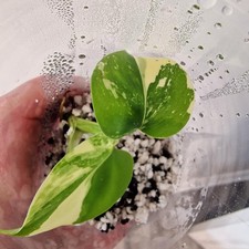 Monstera Lemon Lime ‘Pom Pom’ - Young Exact TC Plant (#3) See Description