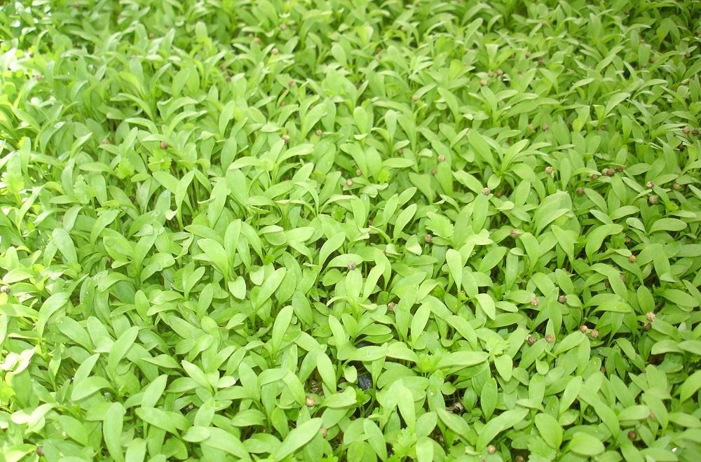 ORGANIC MICROGREEN SEEDS - CORIANDER ( SPLIT SEED) - 40 GRAM