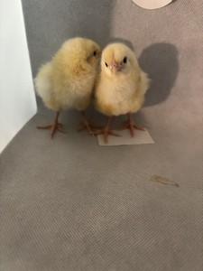 6 American Bresse Hatching Eggs
