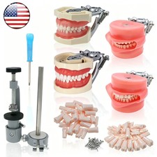 Kilgore Nissin 200/500 Dental Typodont Model With Removable Teeth Mounting Pole