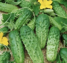 Pickling Cucumber NON GMO 20 Seeds USA Seller