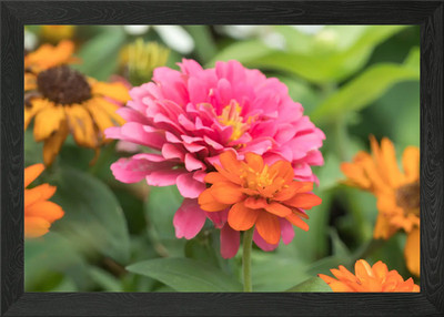 Zinnie in Bloom in Summer Gerahmtes Wandbild Poster Leinwanddruck Bild