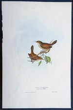 John Gould Uccelli Ornitologia stampa antica litografia 1837 cannaiola comune