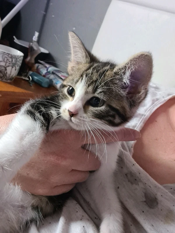 Beautiful 1 2 Maine Coon Kitten For Sale In Perth Perth And Kinross Gumtree