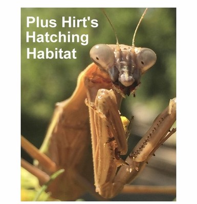 Carolina Praying Mantis 5 Egg Cases 500-2000 Babies with Hirt s Hatching Habitat
