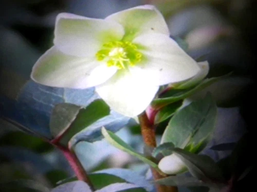 Helleborus Niger Snow Rose 2 live plants White blooms in the snow Perennial
