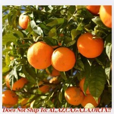 Moro Blood Orange Tree 5Gal Pot Live Plant Tropical Citrus