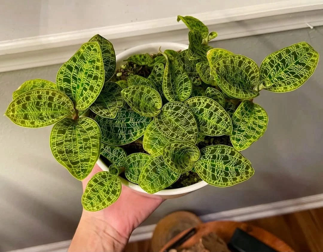 Macodes Petola Plant