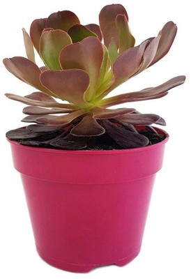 Aeonium ''Velour Short'' - kanarische Rose - wundervolle Sukkulente