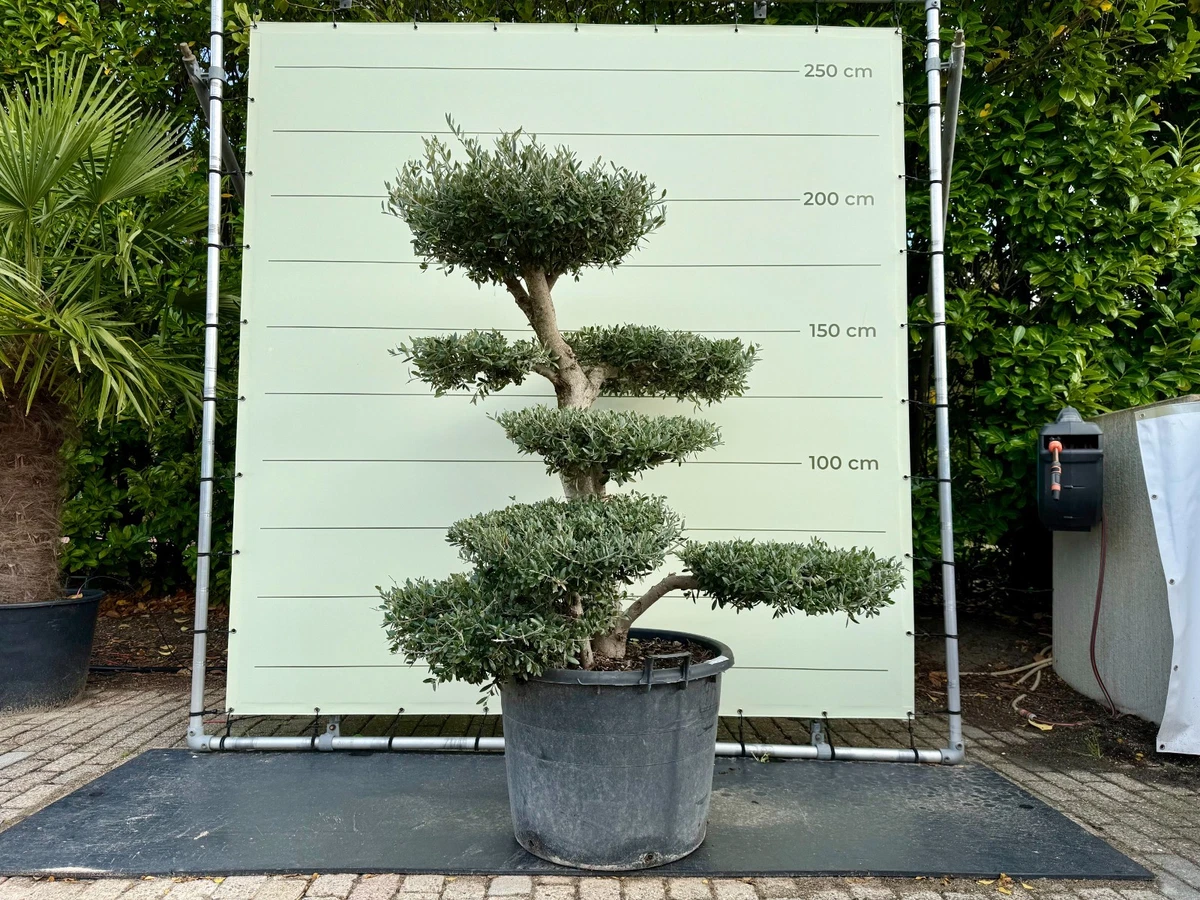 pflanzgefäße für olivenbäume XXL Olivenbaum 160-170cm kaufen – Green Me Up main image 0
