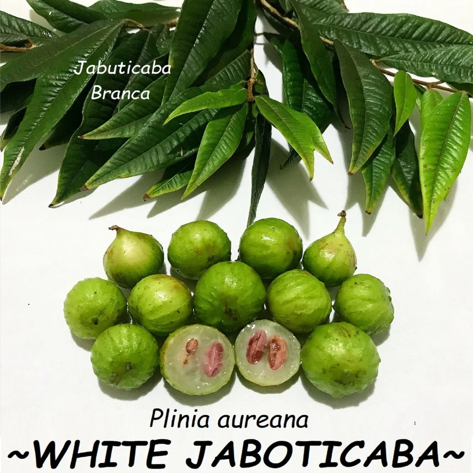 ~White Jaboticaba~ Plinia Pitrantha Branca Brazilian Grape Fruit Tree sml Plant - Image 3 of 4