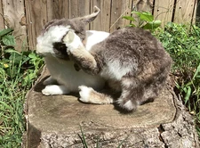 Life Size Taxidermy Bunny Rabbit Collectible Decor Office Cabin Standing Mount