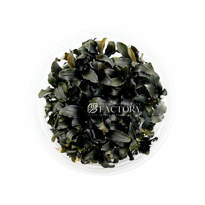 Bucephalandra Black Galaxy Tissue Culture | Aquarium Plants