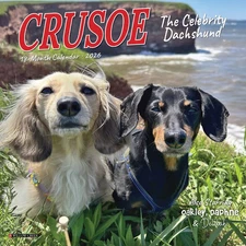 Willow Creek Press,  Crusoe the Celebrity Dachshund 2026 Mini Wall Calendar, 7''