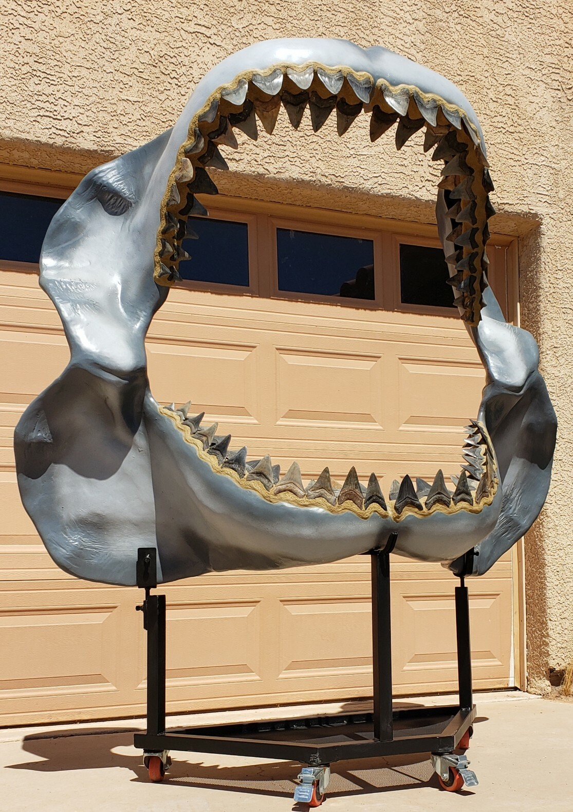 megalodon shark
                                    fossils for sale