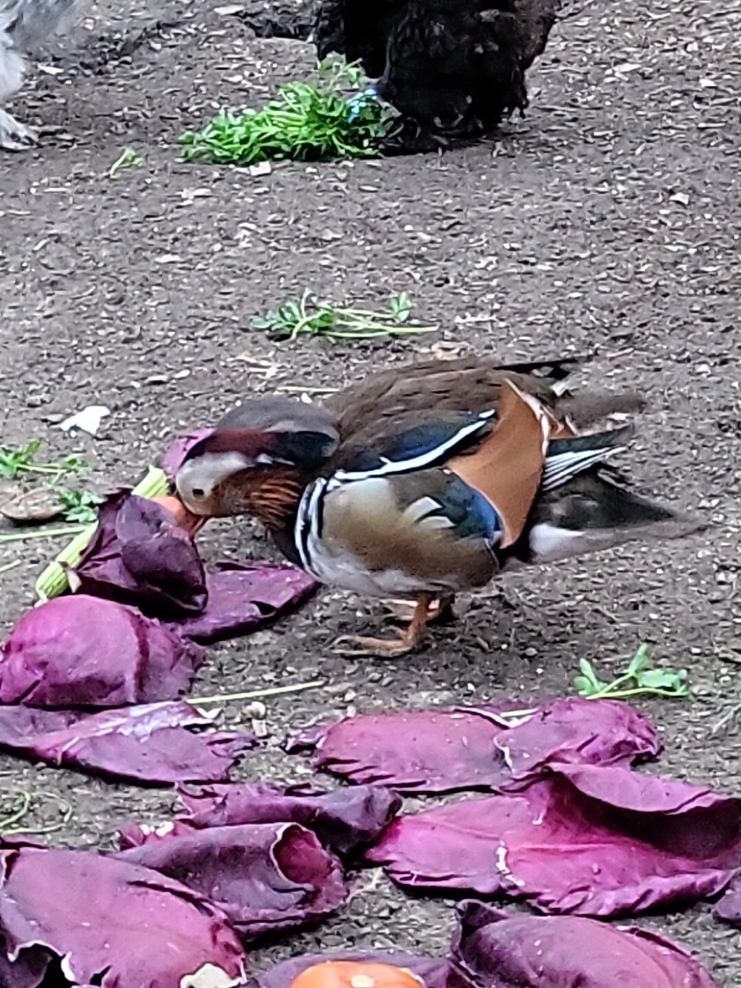 2 Mandarin duck hatching eggs Possible Reg Or Split To White, White