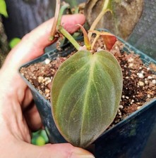Philodendron Scandens Micans 'Velvet' Fully Established Potted Houseplant