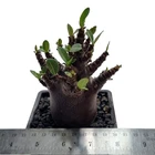 Adenium 'Dark Skin' (F187) for sale by Little One Plant Nursery